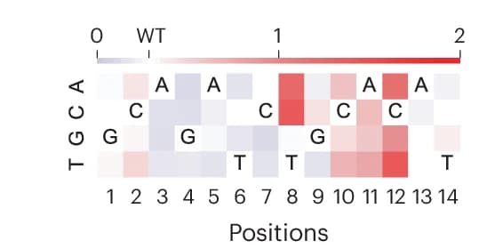 Open access visualization of Heatmap, Binding Activity, Base-Pair Mutations, Flow Cytometry, HTH Proteins