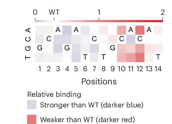 Open access visualization of Heatmap, Binding Activity, Base-Pair Mutations, Flow Cytometry, HTH Proteins