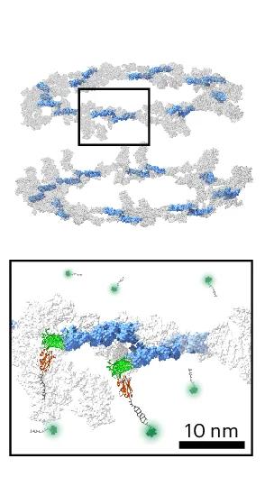 Open access visualization of Protein Structure, Chemical Structure, U2OS Cells, Nup96-mEGFP, DNA-conjugated anti-GFP nanobodies