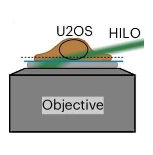 Open access visualization of Illustration, 3D Imaging, HILO Illumination, Astigmatic Lens