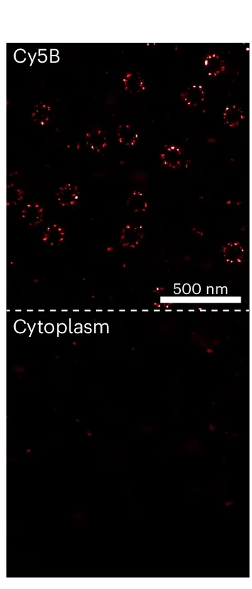 Open access visualization of Microscopy, Nuclear Localization, Cytoplasmic Localization, Off-Target Interactions, Cy5B