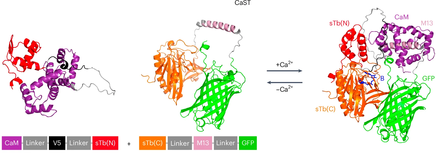 Open access visualization of Protein Structure, AlphaFold2, Protein Structures, CaST, Biotin Binding Site