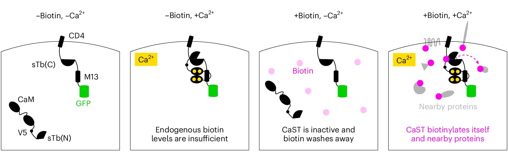 Open access visualization of Illustration, Workflow, CaST Design, HEK Cells, sTb(C)-M13-GFP