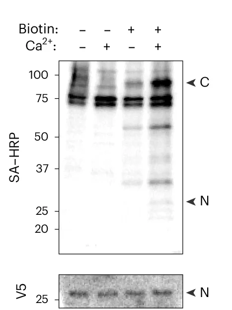 Open access visualization of Gel, HEK Cells, CaST, Biotin, Western Blot