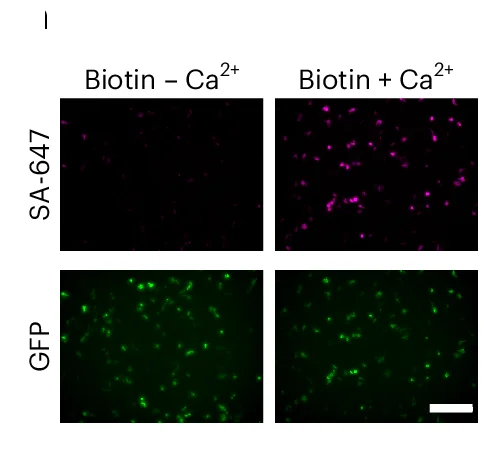 Open access visualization of Microscopy, HEK Cells, CaST, Biotin, Calcium