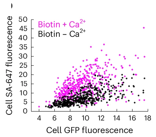 Open access visualization of Scatter Plot, SA-647, GFP Fluorescence, Cells, Biotin