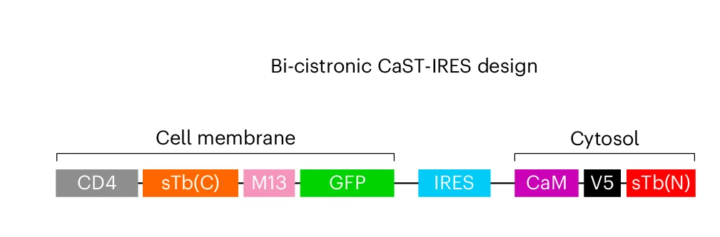 Open access visualization of Workflow, Illustration, CaST-IRES Construct, Schematic