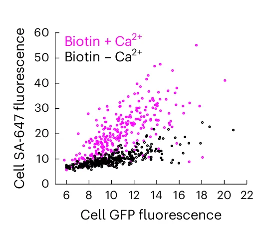 Open access visualization of Scatter Plot, SA-647, GFP Fluorescence, Cells, Biotin