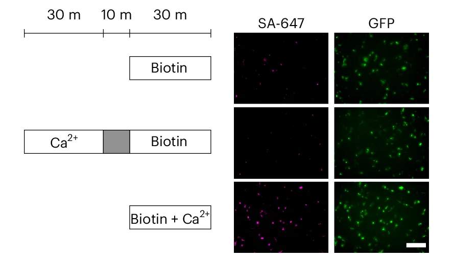 Open access visualization of Microscopy, Illustration, HEK Cells, CaST-IRES, Biotin