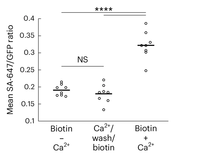 Open access visualization of Scatter Plot, Fluorescence Ratio, SA-647/GFP, HEK Cells, CaST-IRES