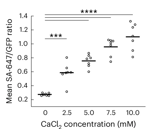 Open access visualization of Scatter Plot, Fluorescence Ratio, SA-647/GFP, HEK Cells, CaST-IRES