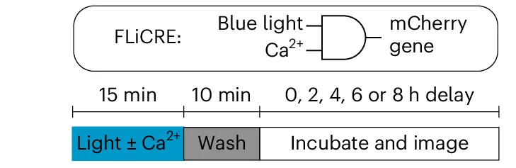 Open access visualization of Workflow, Illustration, FLiCRE, AND logic gates, Light