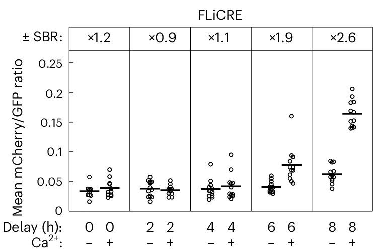 Open access visualization of Scatter Plot, Calcium, SBR, FLiCRE, UAS::mCherry fluorescence