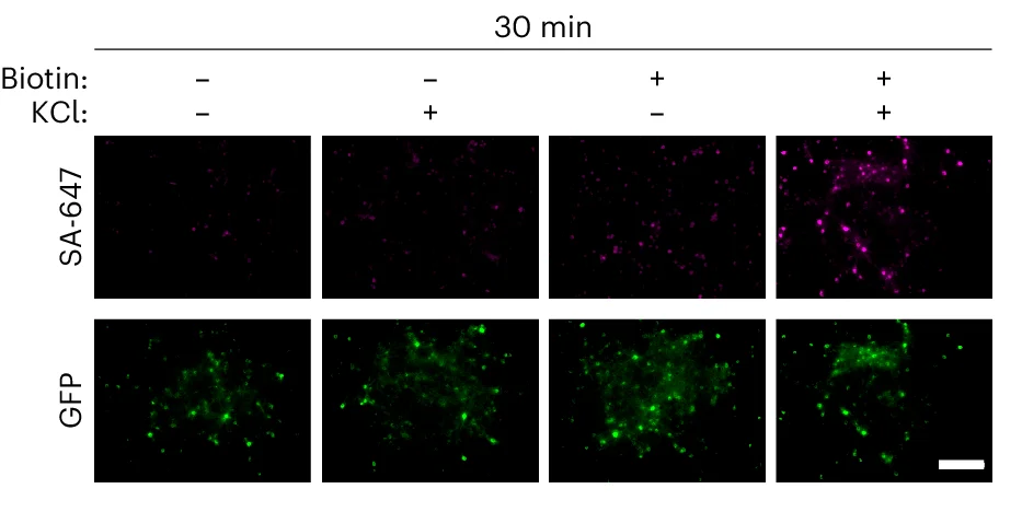 Open access visualization of Microscopy, Rat Hippocampal Neurons, AAV2/1-Synapsin-CD4-sTb(C)-M13-GFP, AAV2/1-Synapsin-CaM-sTb(N), Biotin
