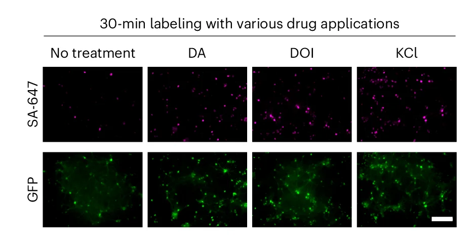 Open access visualization of Microscopy, Rat Hippocampal Neurons, CaST, Biotin, DA