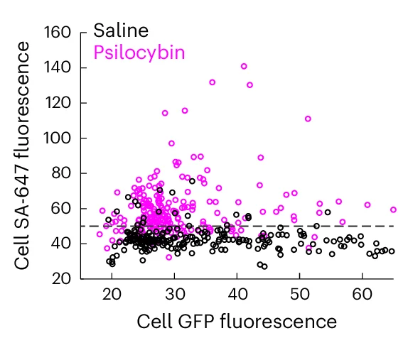 Open access visualization of Scatter Plot, SA-647, GFP Fluorescence, Neurons, Biotin