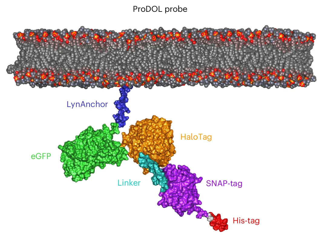 Open access visualization of Protein Structure, Chemical Structure, Molecular Model, ProDOL Probe, AlphaFold