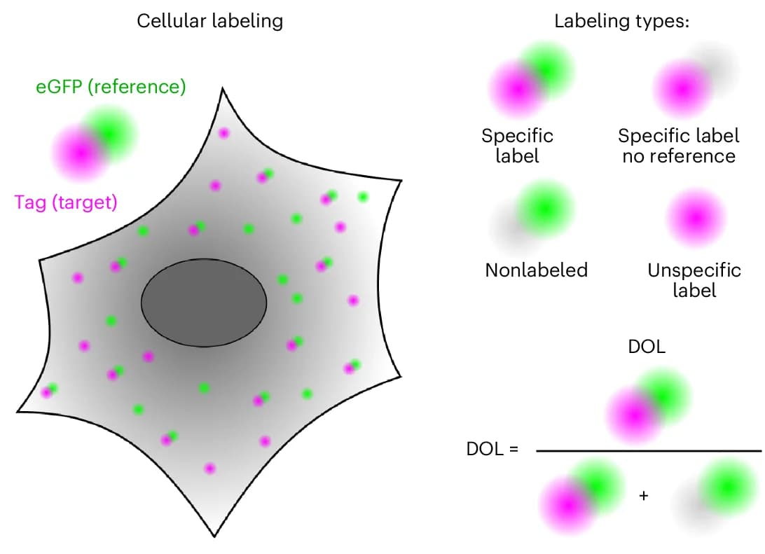 Open access visualization of Illustration, Schematic Model, DOL, Single-Molecule Colocalization Analysis, eGFP Reference