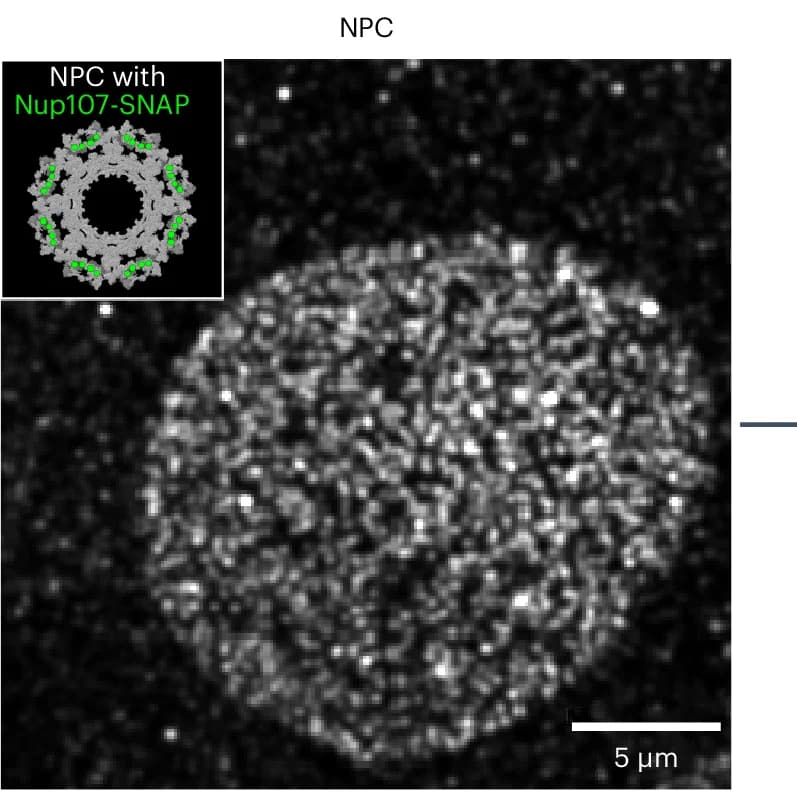 Open access visualization of Microscopy, Illustration, TIRF Image, U2-OS Cell, SNAP-AF647
