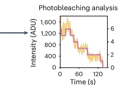 Open access visualization of Line Plot, Line Step, Fluorescence Intensity, Photobleaching, Bayesian Statistics
