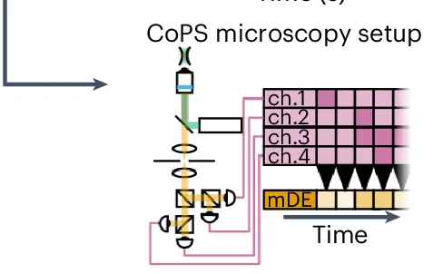 Open access visualization of Workflow, CoPS Microscopy, Single-Photon Avalanche Detectors, Detection Channels, Pulsed Laser
