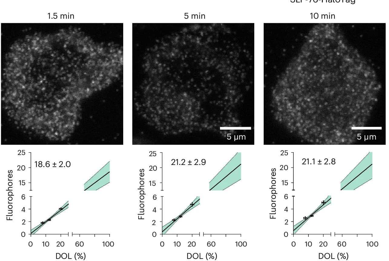 Open access visualization of Microscopy, Line Plot, Error Bars, Confocal Images, SLP-76 Clusters