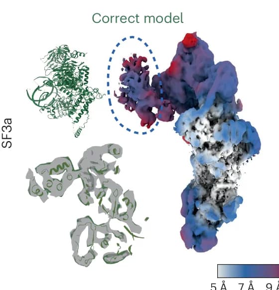 Open access visualization of Protein Structure, Reconstruction, Deformed Backprojection, Atomic Model, SF3a Region