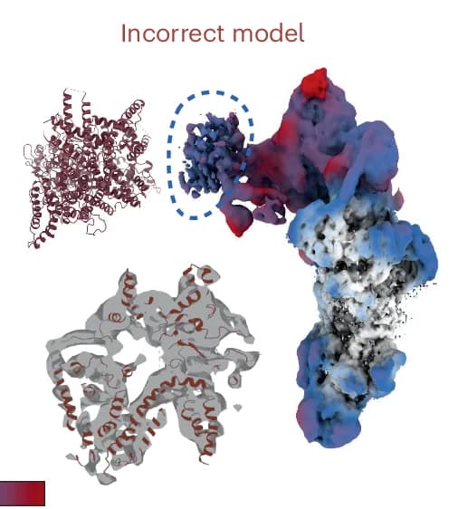 Open access visualization of Protein Structure, Reconstruction, Deformed Backprojection, Incorrect Atomic Model, SF3a Region