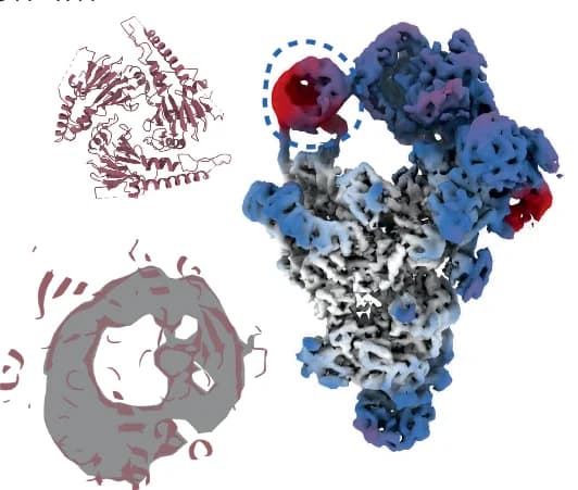 Open access visualization of Protein Structure, Incorrect Atomic Model, SF3b Region