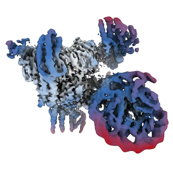 Open access visualization of Protein Structure, Reconstructions, RELION