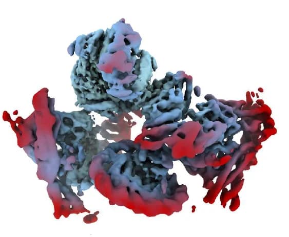 Open access visualization of Protein Structure, RELION, Consensus Refinement