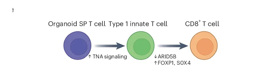 Open access visualization of Workflow, Flowchart, Illustration, T Cell Differentiation, Type 1 Innate T Cells