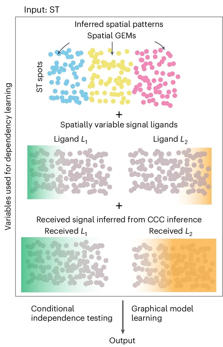 Open access visualization of Workflow, Scatter Plot, Spatial Transcriptomics, Inflowing Signals, Intercellular Flows