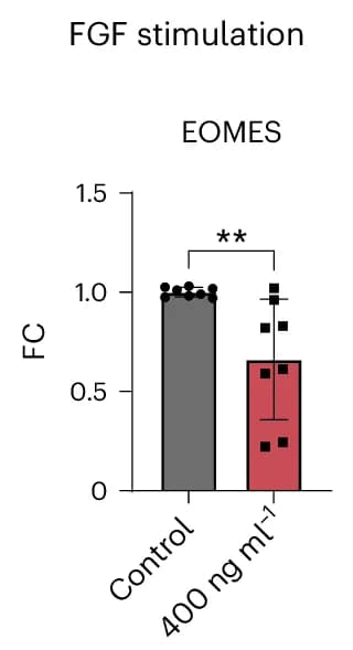 Open access visualization of Bar Plot, Error Bars, EOMES Gene Expression, RTqPCR, FGF Application