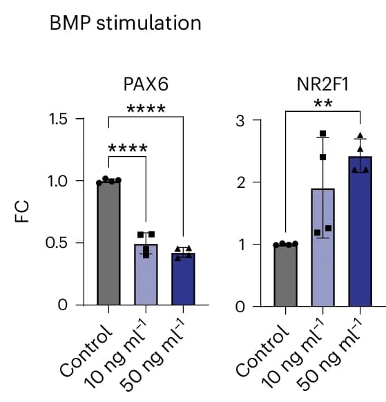 Open access visualization of Bar Plot, Error Bars, PAX6 Gene Expression, NR2F1 Gene Expression, CoupTF1 Gene Expression