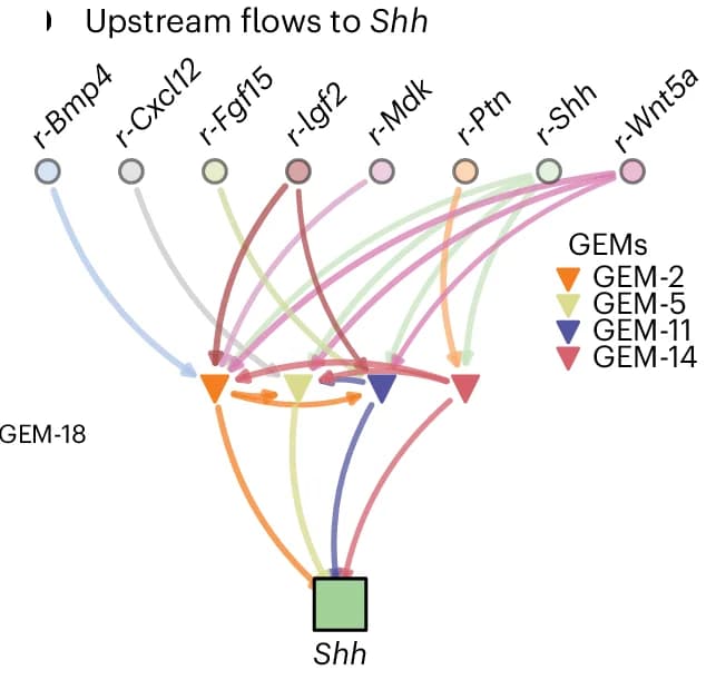 Open access visualization of Pathway, Workflow, Inflowing Signals, Shh Outflow
