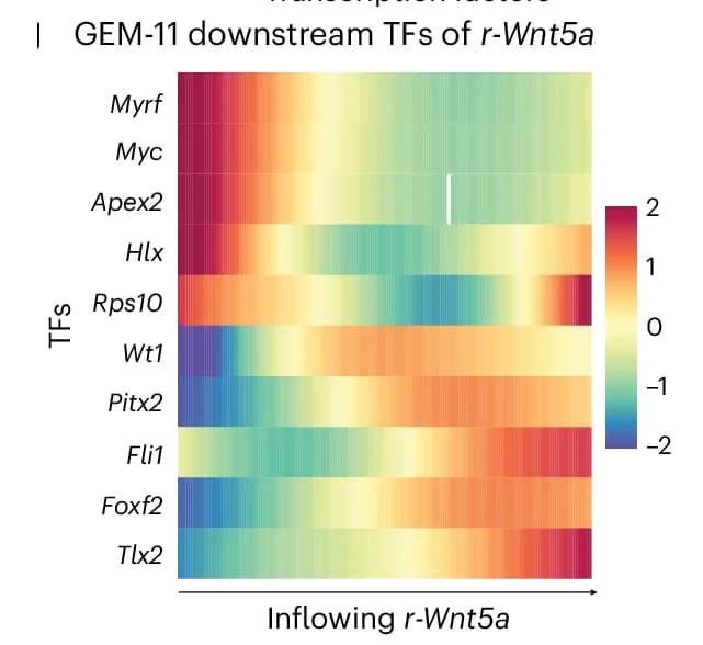 Open access visualization of Heatmap, Downstream TFs, Wnt5a, Upstream Regulators, Outflowing Shh