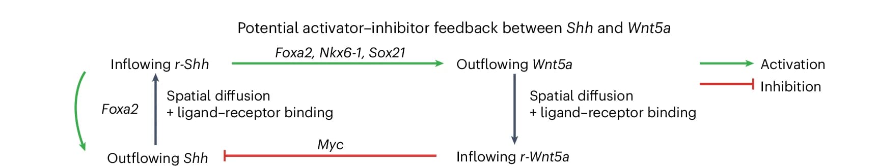 Open access visualization of Workflow, Flowchart, Activator-Inhibitor Feedback, Shh, Wnt5a