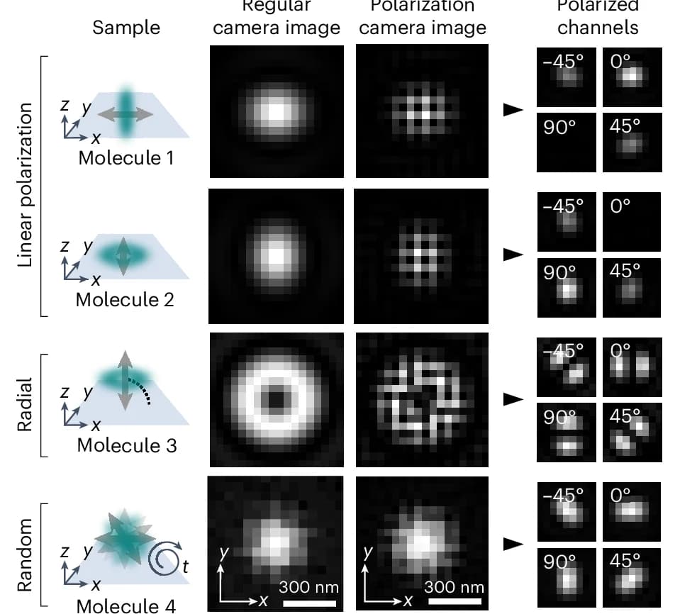 Open access visualization of Microscopy, Illustration, Simulated Fluorescent Molecules, Monochrome Camera, Polarization Camera