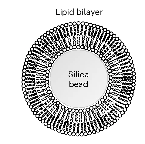 Open access visualization of Illustration, Silica Microsphere, Lipid Bilayer, DPPC, Cholesterol