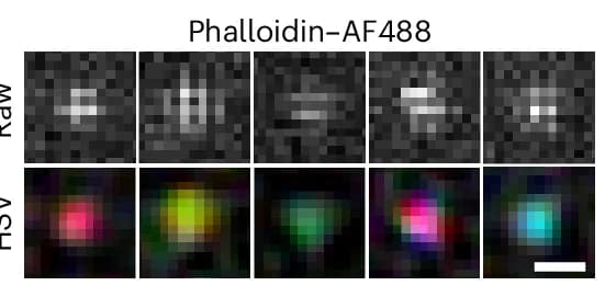 Open access visualization of Microscopy, AF488 Molecules, dSTORM Datasets, Phalloidin-AF488, HSV Color Map