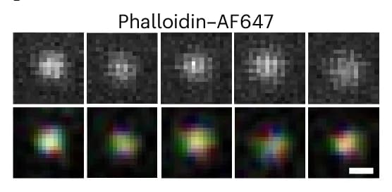 Open access visualization of Microscopy, AF647 Molecules, dSTORM Datasets, Phalloidin-AF647, HSV Color Map