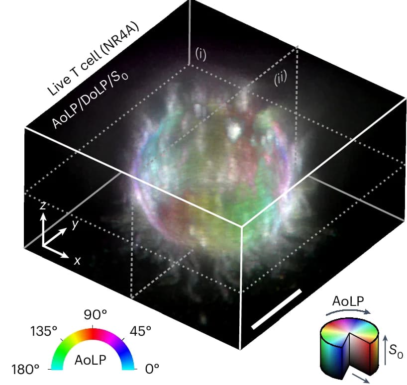 Open access visualization of Microscopy, 3D Image, Plasma Membrane, NR4A, T Cell
