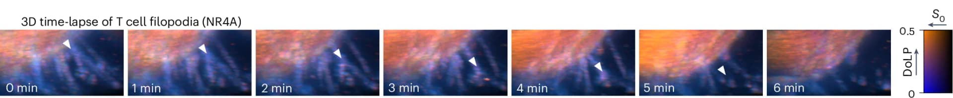 Open access visualization of Microscopy, 3D Time-Lapse, Filopodia, T Cell, DoLP Color Map
