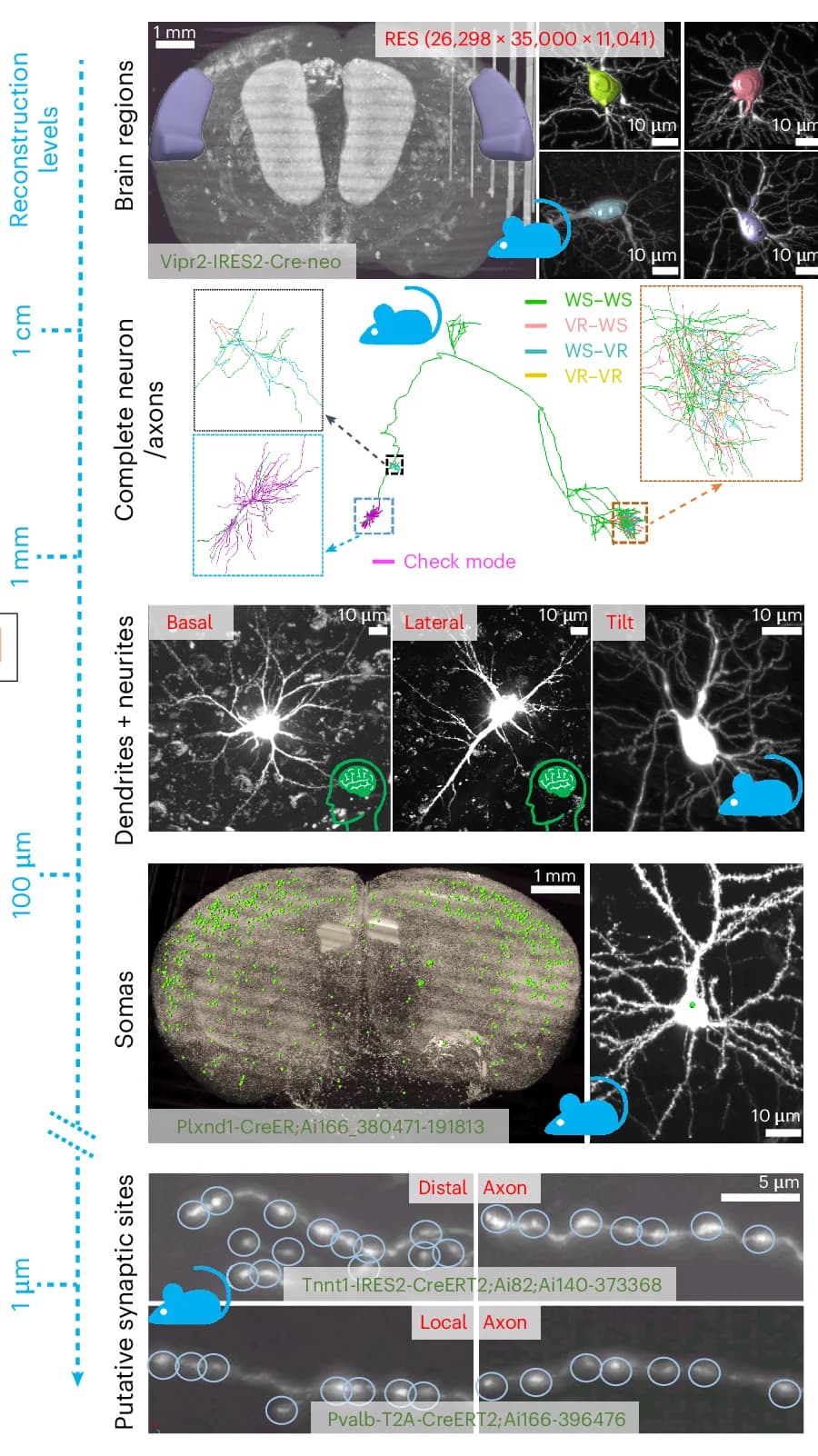 Open access visualization of Microscopy, Morphometric Tasks, Brain Region Location Tagging, Neuron Reconstruction, Neurite Tracing