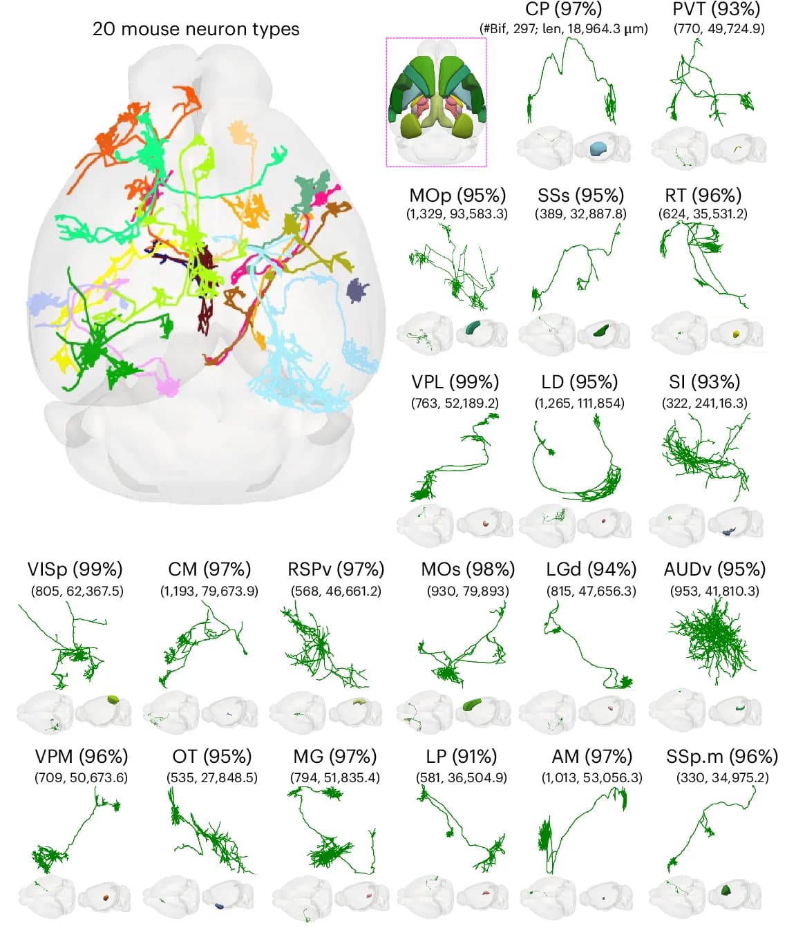 Open access visualization of Illustration, Mouse Neurons, Brain Regions, Allen Brain Atlas, Neuron Reconstruction