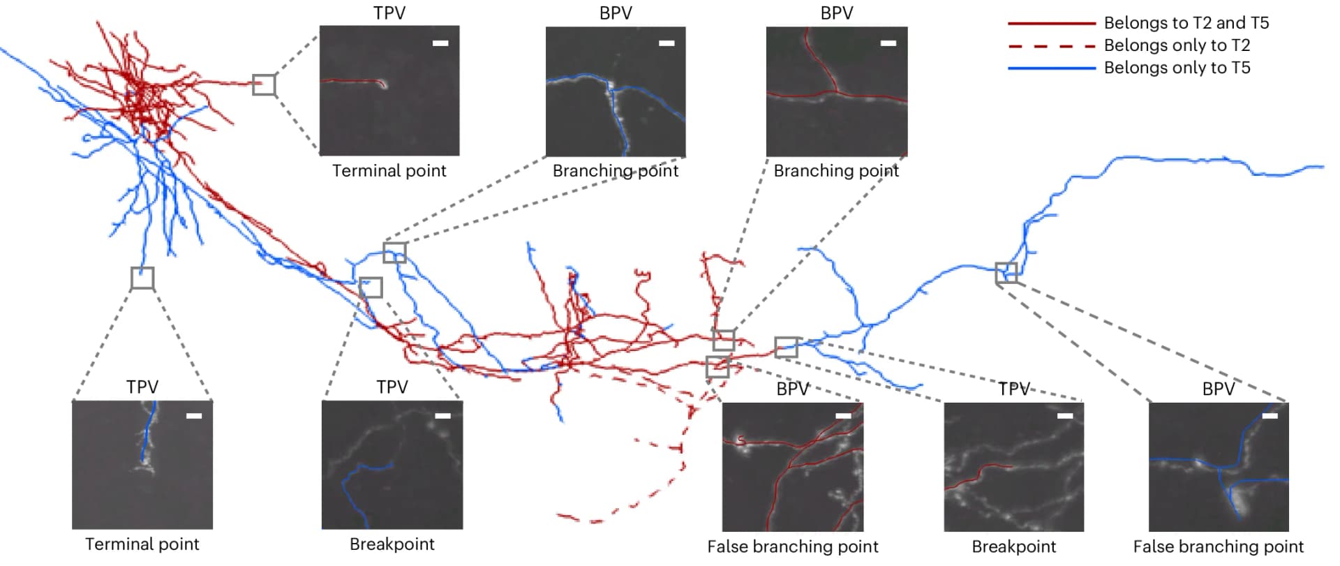 Open access visualization of Network, Microscopy, OT Neuron, Reconstruction, Morphology