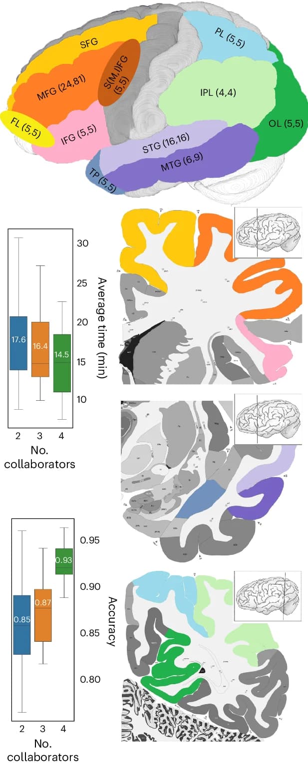 Open access visualization of Box Plot, Illustration, Human Brain Regions, Neurons, Reconstruction