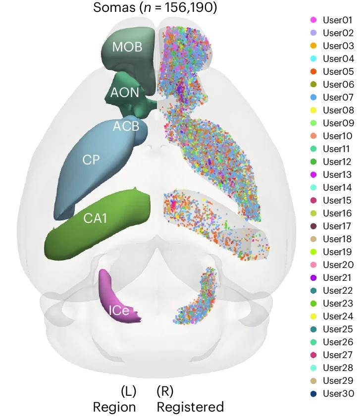 Open access visualization of Scatter Plot, Somas, Brain Regions, Dendrites, Neurons