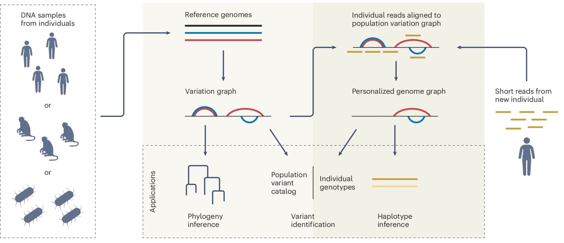 Open access visualization of Workflow, Flowchart, Illustration, Reference Genomes, Population Pangenome Graph
